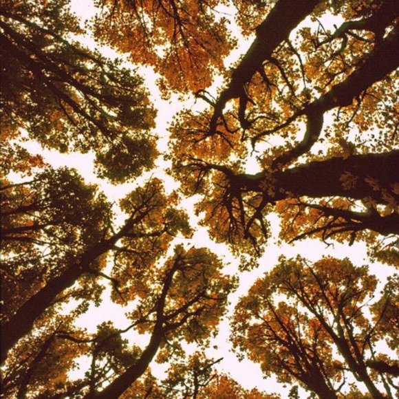 Meet your Posher, Nathaniel - Picture 1 of 1